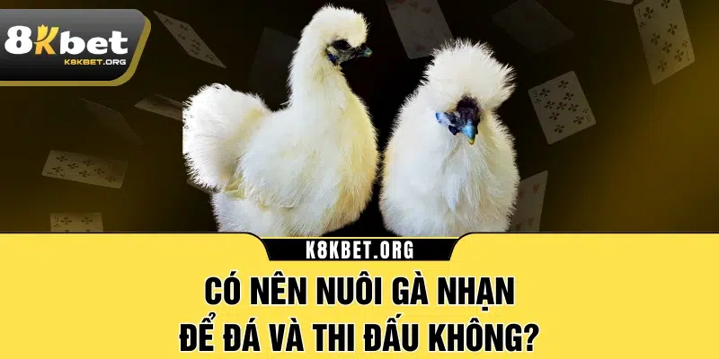 Có nên nuôi gà nhạn để đá và thi đấu không?