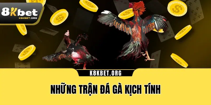 Những trận đá gà kịch tính