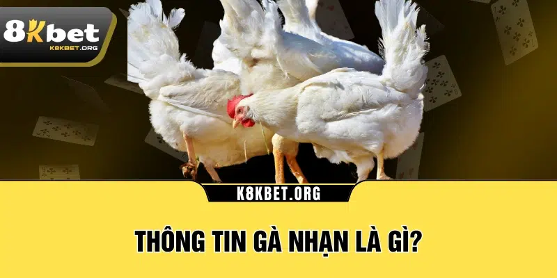 Thông tin gà nhạn là gì?